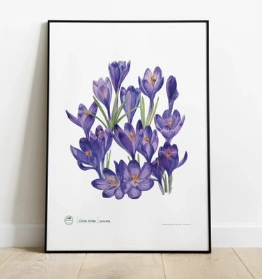 Spring crocus — plant motif poster