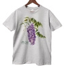 Chinese wisteria 'Prolific' — classic t-shirt