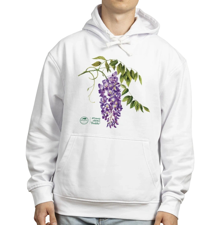 Chinese wisteria 'Prolific' — hoodie