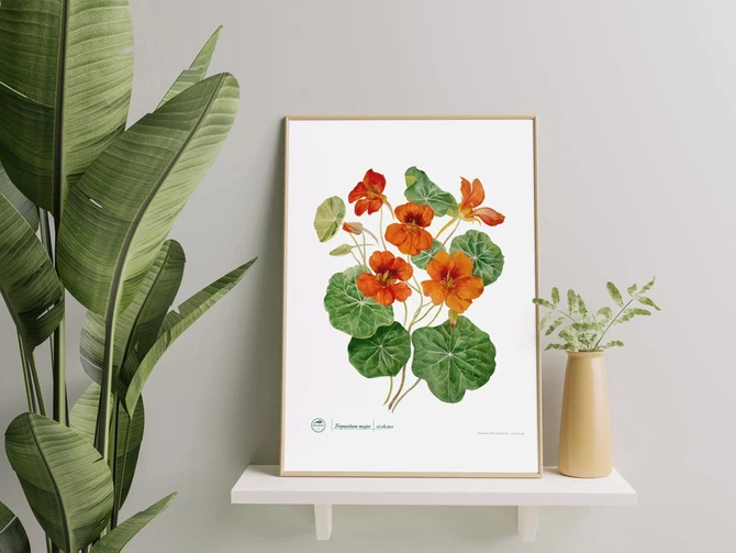 Garden nasturtiums plant motif poster