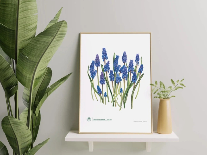 Armenian grape hyacinth — plant motif poster