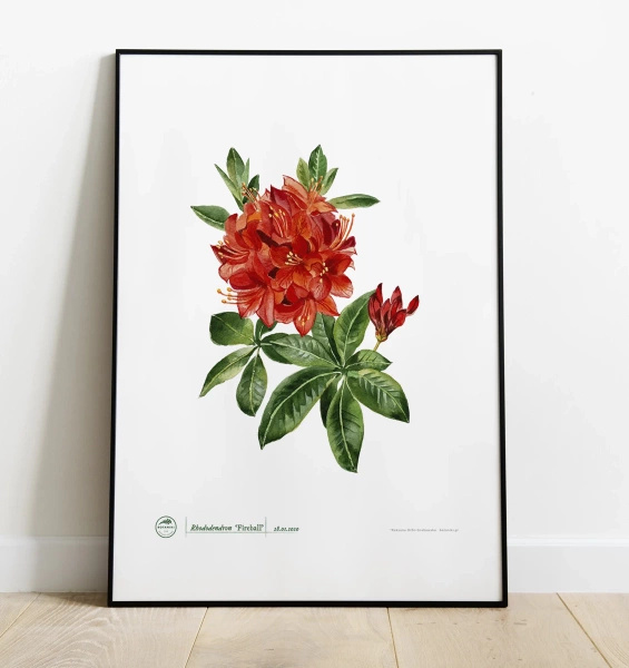 Rhododendron 'Fireball' — plant motif poster