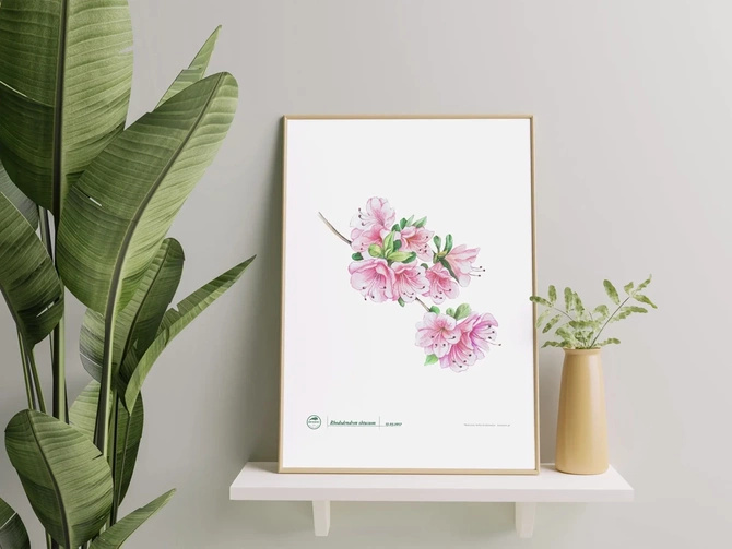 Common rhododendron — poster