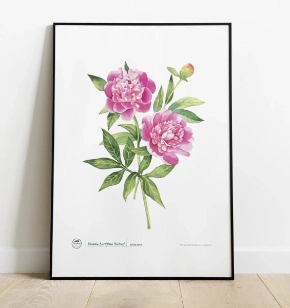 Chinese peony 'Sorbet' — plant motif poster