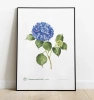 Hydrangea 'Jip Blue' — plant motif poster