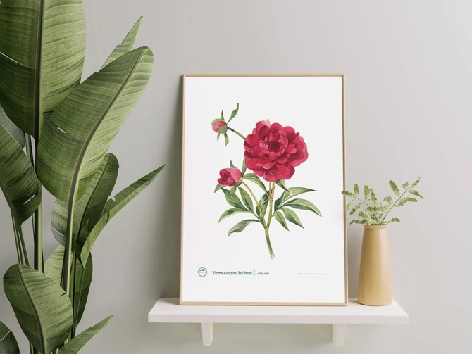 Chinese peony 'Red Magic' — plant motif poster