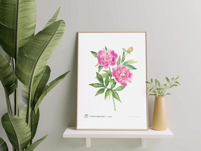 Chinese peony 'Sorbet' — plant motif poster