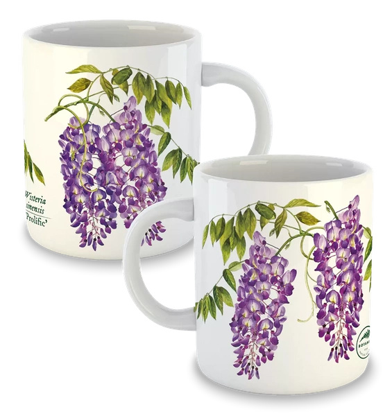 Chinese wisteria 'Prolific' — classic mug