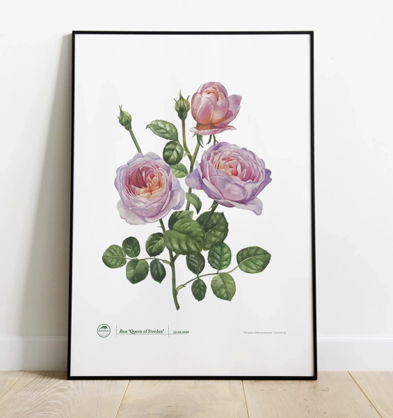 Rose 'Queen of Sweden' — plant motif poster