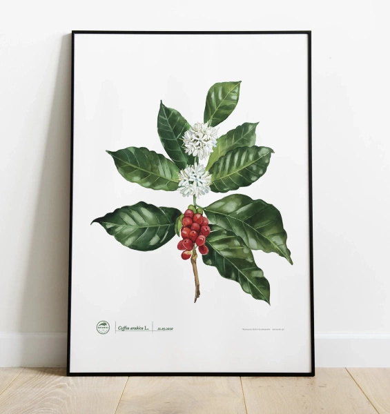 Coffea arabica — plant motif poster