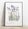 Lavender 'Hidcote' — plant motif poster