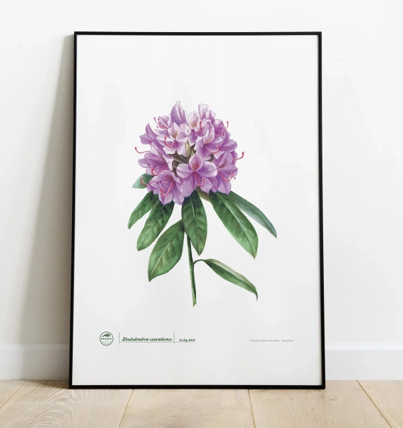 Catawba rosebay rhododendron — plant motif poster