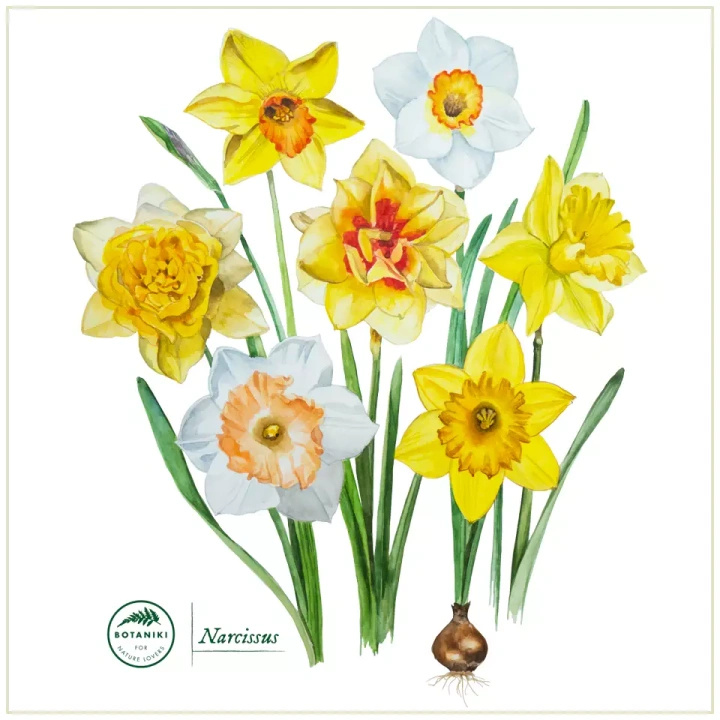 Daffodils — classic mug